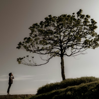 tree
